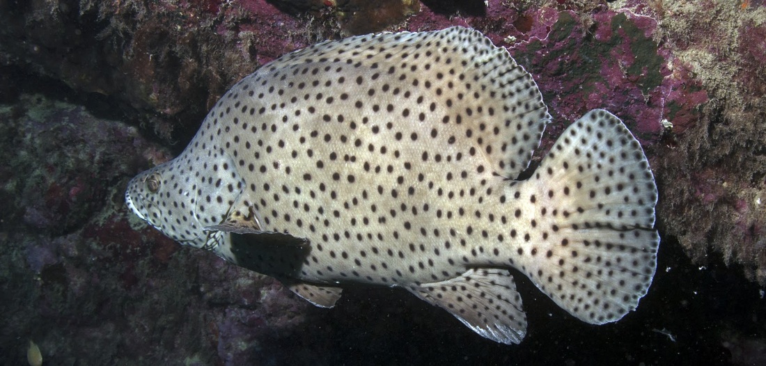 Barramundi Cod - Threatened Habitat